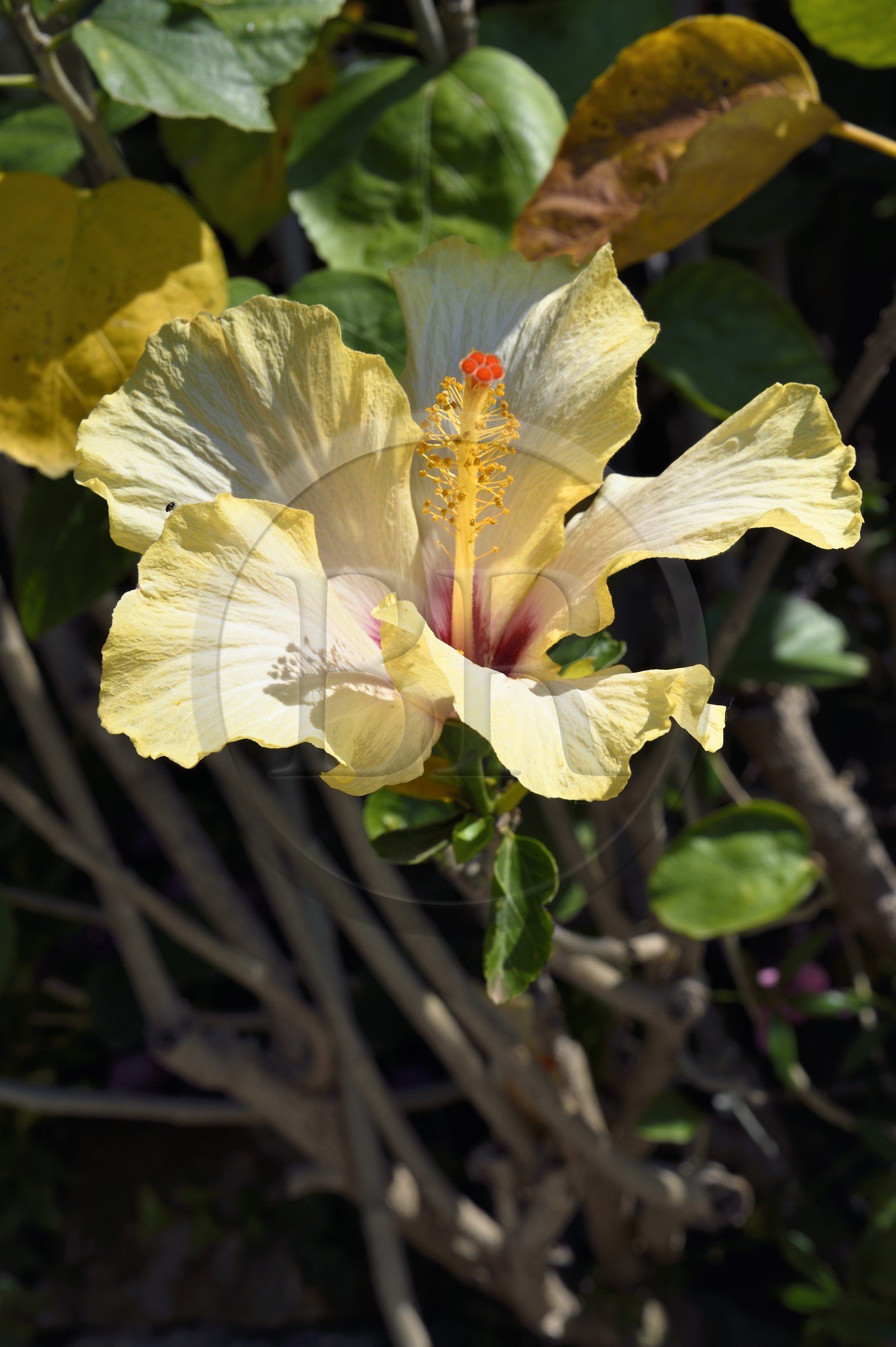 France, Alpes-Maritimes (06), Menton, Hibiscus