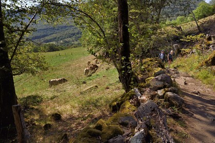 France, Cantal, Parc Naturel Régional des Volcans d'Auvergne (regional nature park of Auvergne volcanoes), Brezons valley, hamlet of Sanissage, way to the Saut de la Truite (trout jump) waterfall