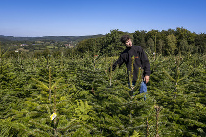 France, Nièvre (58), Parc naturel régional du Morvan, Gouloux, établissement Marchand (scierie, saboterie et boissellerie), Pierre Marchand sur son terrain de production de sapins de Noël de Nordmann et d’épicéas issus d’une production arboricole raisonnée et durablement gérée