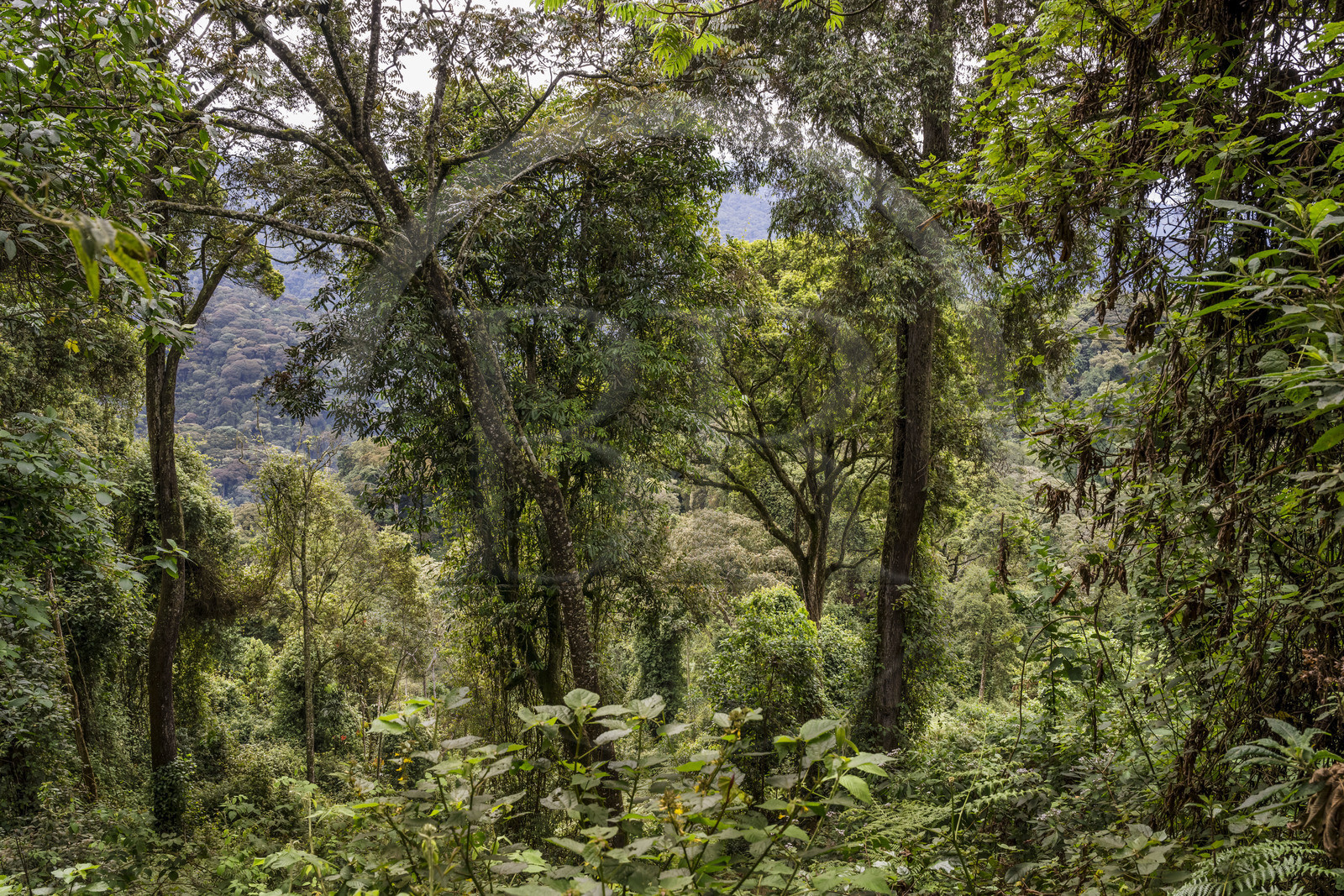 Rwanda, Province de l’Ouest, Colline Ibanda à Uwinka, Parc national de Nyungwe, la forêt tropicale