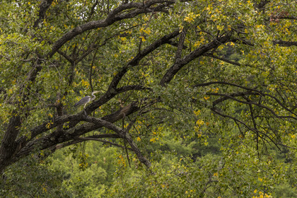 France, Aveyron, Grands Causses regional natural park, Millau, banks of the Tarn river, gray heron (Ardea cinerea) perched in a tree
