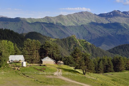 Géorgie, Kakheti, Parc national de Touchétie, Omalo, ferme et les tours de la forteresse de Keselo de Zemo (haut) Omalo en arrière plan