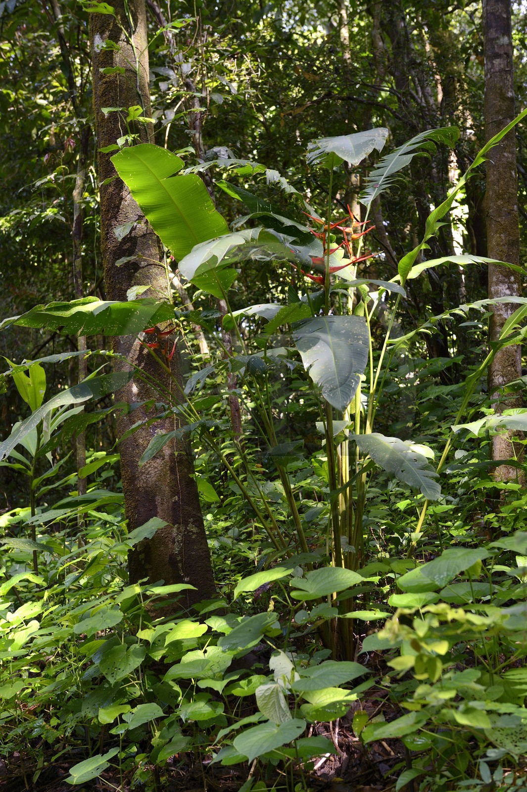 Panama, province de Chiriqui, Parc national marin du Golfe de Chiriqui, Isla Palenque, Heliconia (ou Balisier) dans la forêt tropicale