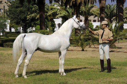 Morocco, Meknes Tafilalet Region, Royal Stud farm of Meknes, Basssan thoroughbred Arabian horse