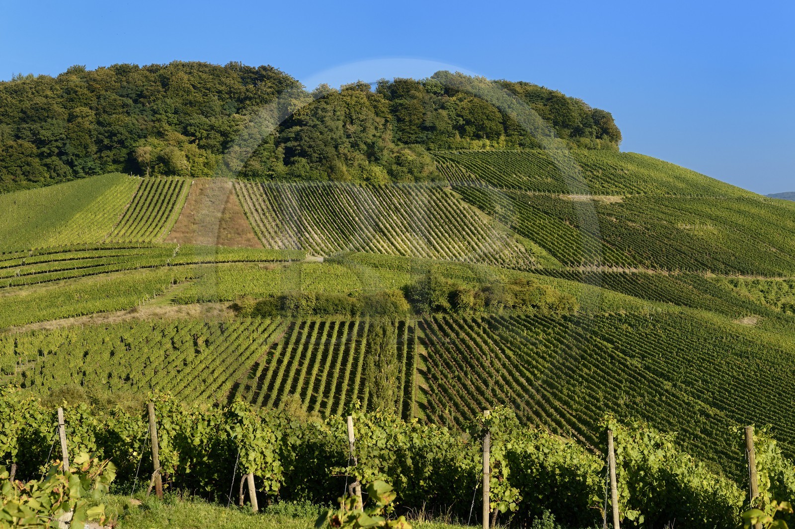 Luxembourg, Grevenmacher district, Moselle region, the Moselle vineyards around the village of Wintrange (Wintringen)
