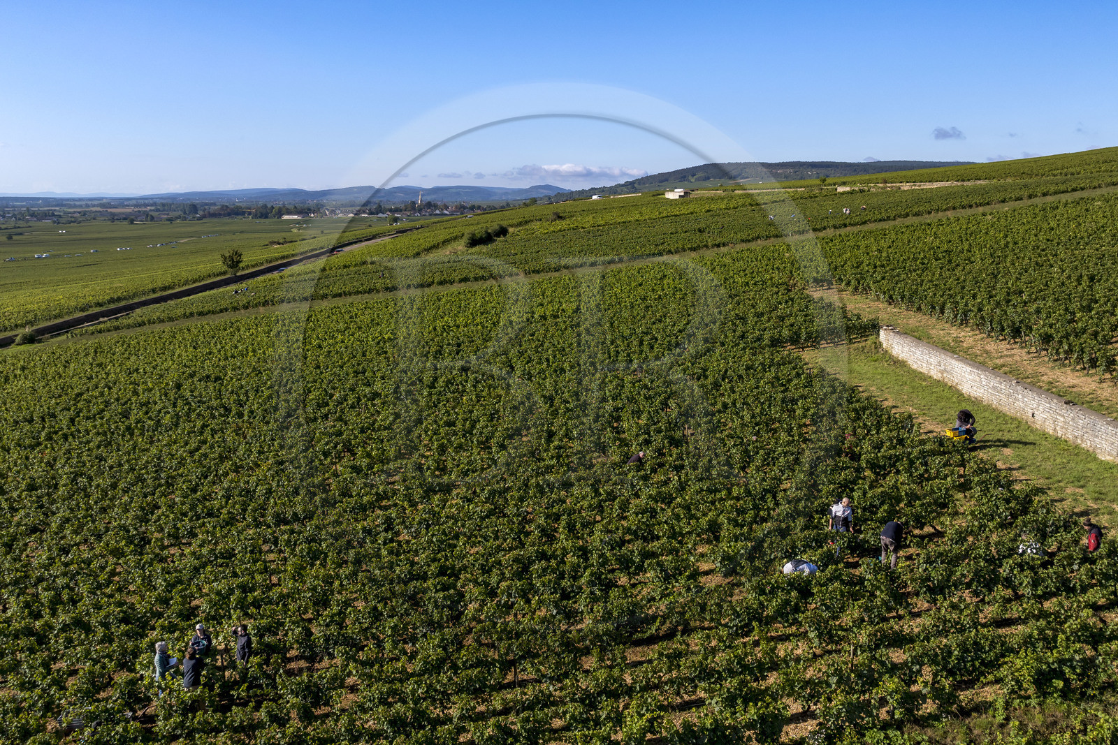 France, Côte-d'Or (21), les climats de Bourgogne classés Patrimoine Mondial de l'UNESCO, Route des Grands Crus, vignoble de la Côte de Beaune, Volnay, vendanges dans la parcelle de Taille-Pieds appartenant aux Hospices de Beaune qui servent à produire un Volnay 1er Cru cuvée Blondeau et cuvée Muteau à partir du cépage Pinot noir (vue aérienne)
