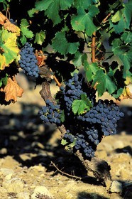 France, Vaucluse (84), vignoble de Côte du Rhône (Comtat Venaissin)