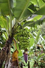 France, Ile de la Reunion, Cirque de Salazie, classé Patrimoine Mondial de l'UNESCO, culture de la banane dans une plantation, régime de bananes en fleur