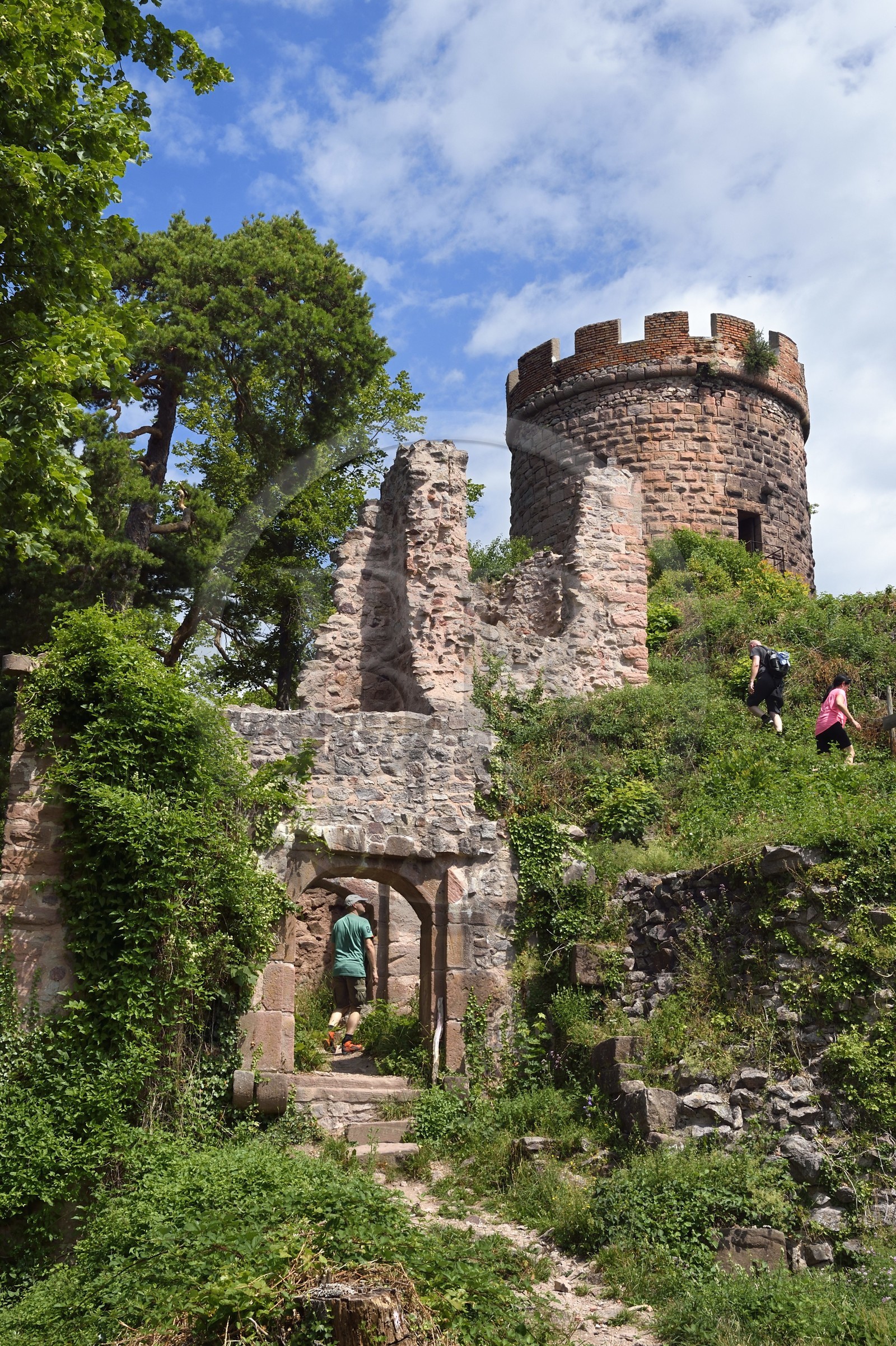 France, Haut-Rhin (68), Route des vins d'Alsace, Ribeauvillé, chateau du Haut-Ribeaupierre (ou Altenkastel)