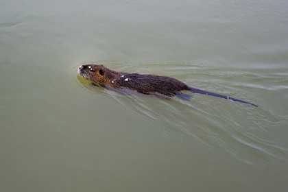 France, Val-de-Marne (94), les bords de Marne, Bry-sur-Marne, Ragondin (Myocastor coypus)