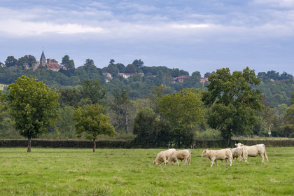France, Yonne (89), Montréal (Bourgogne), vaches dans le pré, le clocher de Thizy en arrière plan