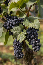 France, Côte-d'Or (21), les climats de Bourgogne classés Patrimoine Mondial de l'UNESCO, Route des Grands Crus, vignoble de la Côte de Beaune, Beaune La Montagne, vignobles des Hospices de Beaune le Clos des Avaux, un AOC Beaune 1er cru, grappe de raisin cépage Pinot noir à maturité à quelques jours des vendanges