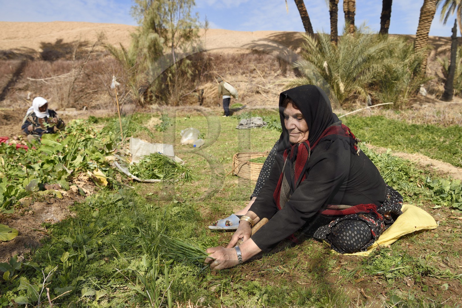 Iran, Province d'Ispahan, désert du Dasht-e Kavir, l'oasis d'Arousan dans la région de Khur et Biabanak, femmes récoltant les champs
