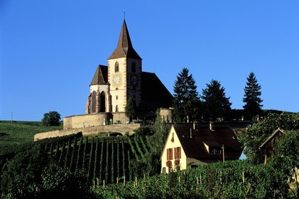 France, Haut Rhin, the Alsace Wine Route, Hunawihr village, labelled Les Plus Beaux Villages de France (The Most Beautiful Villages of France), church in the middle of vineyard
