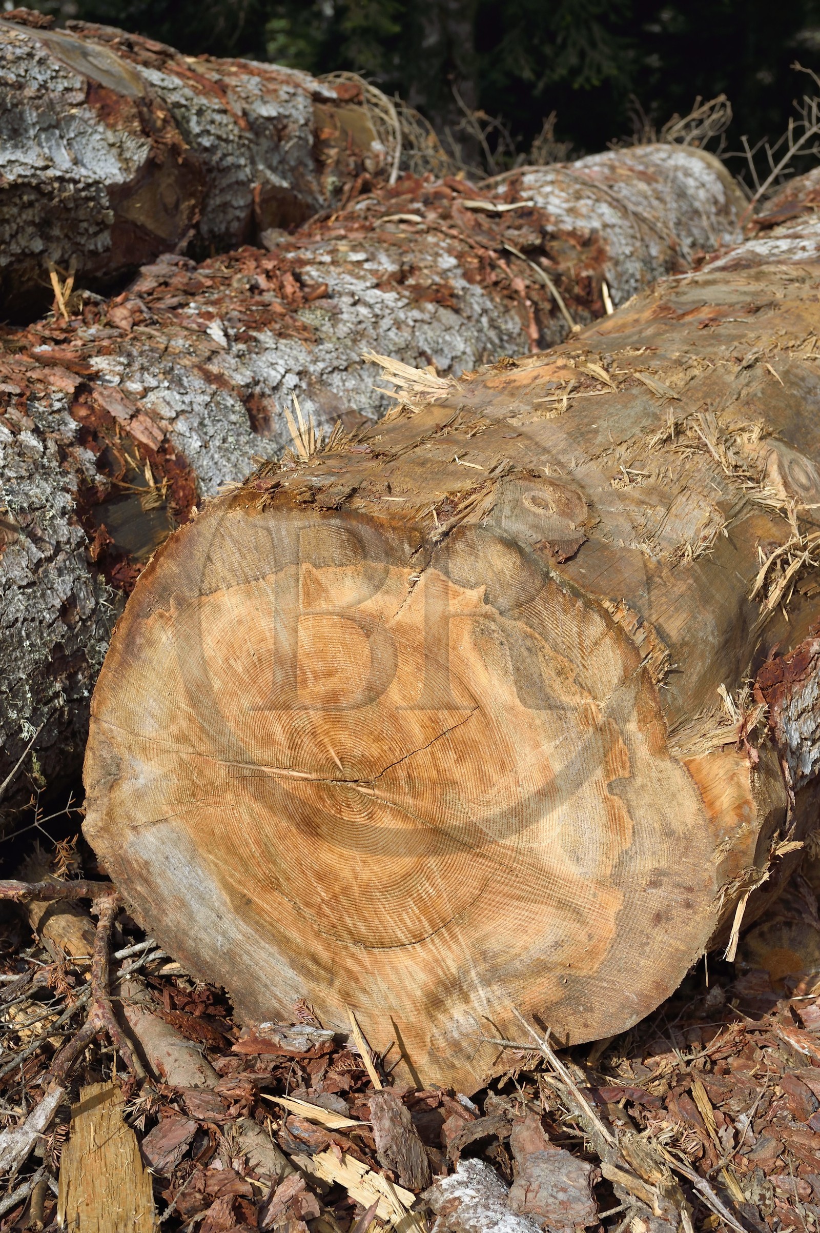 France, Hautes Pyrenees, Saint Lary Soulan, Rioumajou valley, log storage