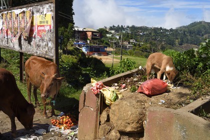 Sri Lanka, Province d'Uva, Haputale, vaches et chien mangeant des déchets