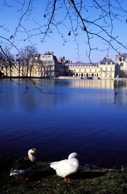 France, Seine et Marne, Fontainebleau castle, carpes's pond