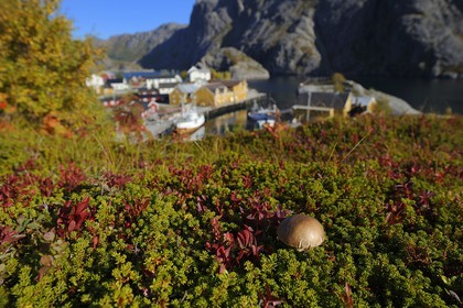 Norvège, Nordland, Iles Lofoten, Ile de Flakstadoy, le port du village restauré de Nussfjord, cèpe en automne