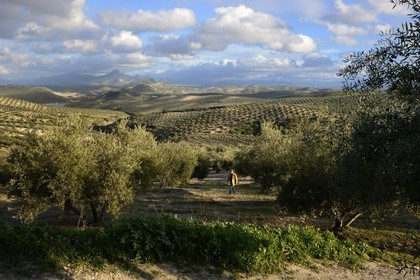Spain, Andalusia, Jaén Province, olive groves south of Martos between Baena and Alcaudete, the Sierra Magina in the background