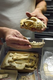 France, Dordogne, Perigord Noir, Vezere Valley, Les Eyzies de Tayac Sireuil, listed as World Heritage by UNESCO, Musee de la Prehistoire (Museum of Prehistory), the reserves, Wolverine (Gulo gulo) Skull dating 600 000 years coming from the Escale site in the Rhone Valley