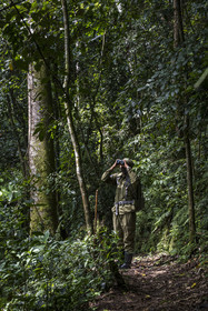 Rwanda, Province de l’Ouest, Nyakabuye, Parc national de Nyungwe, forêt tropicale humide naturelle de Cyamudongo, le garde de African Parks Claver Mtoyinkima sur la piste des chimpanzés