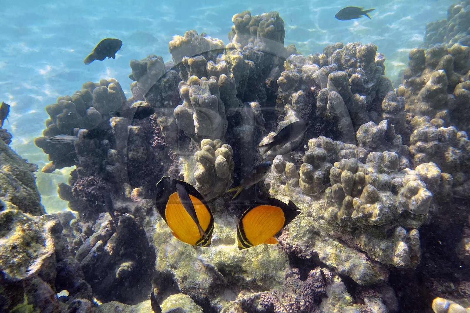 Sultanat d'Oman, gouvernorat de Mascate, réserve naturelle des Iles Daymaniyat, récif corallien