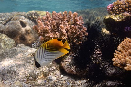 France, Reunion island (French overseas department), West Coast, Saint Gilles Les Bains (town of Saint-Paul), coral reef of Ermitage lagoon, threadfin butterflyfish (Chaetodon auriga) and sea urchins (underwater view)