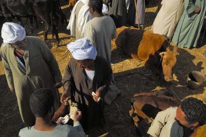 Egypte, Haute Egypte, Daraw au nord d'Assouan, marché aux vaches, concluant un marché