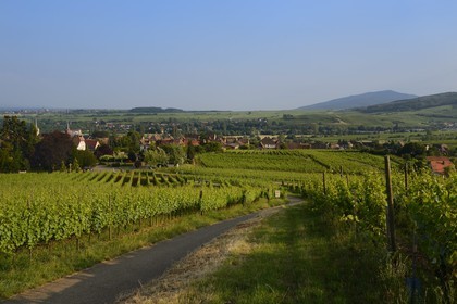 France, Bas Rhin, the Alsace Wine Route, Mittelbergheim, labelled Les Plus Beaux Villages de France (The Most Beautiful Villages of France), vineyard, the soil of the Zotzenberg hill is classified Grand Cru