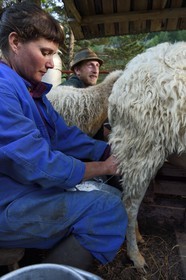 France, Alpes-Maritimes, Roya Valley (Nice hinterland), at the foot of the Mercantour National Park, Tende, Casterino in the Casterine valley, sheep hand milking in pastures by shepherds Celine and  Georges Giordano