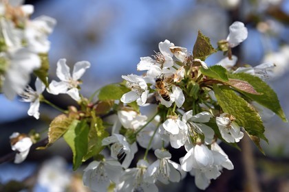 France, Bas Rhin, the Alsace Wine Route, Westhoffen, cherry blossom