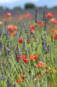 France, Alpes de Haute Provence,   Valensole plateau, red poppy flowers in a field of lavandin (lavender)