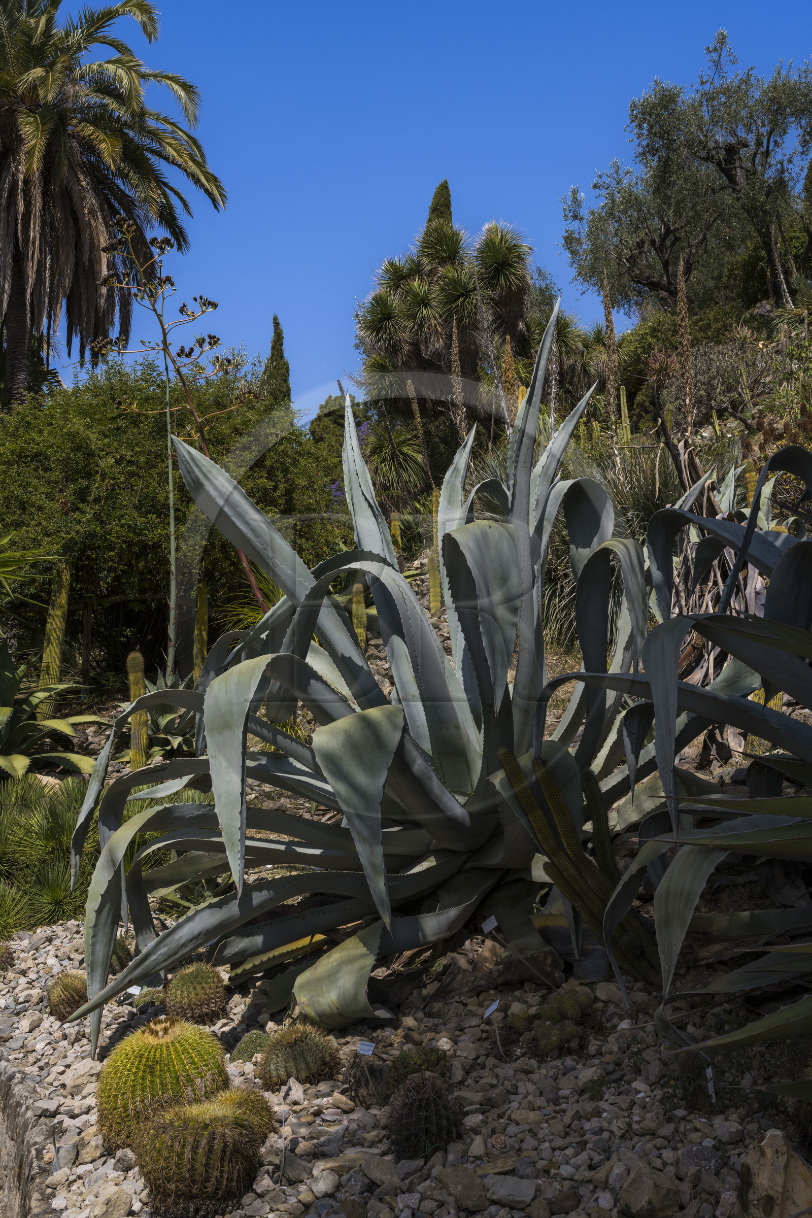 Italie, Ligurie, Province d'Imperia, Vintimille, Jardin botanique Hanbury, Agave americana franzosinii