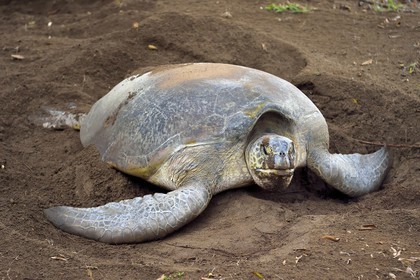France, Mayotte island (French overseas department), Grande-Terre, Kani-Keli, N’Gouja beach, the Maore Garden, green sea turtle (Chelonia mydas) covering eggs with sand after laying eggs