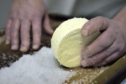 France, Haut Rhin, Wasserbourg, Ferme-auberge (farm-inn) Buchwald, marcaire Michel Wehrey in the production of munster AOP cheese (cow's milk), 24-hour Munster salting