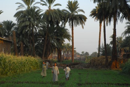 Egypte, Haute Egypte, vallée du Nil, Louxor, la rive ouest, enfants dans un champ