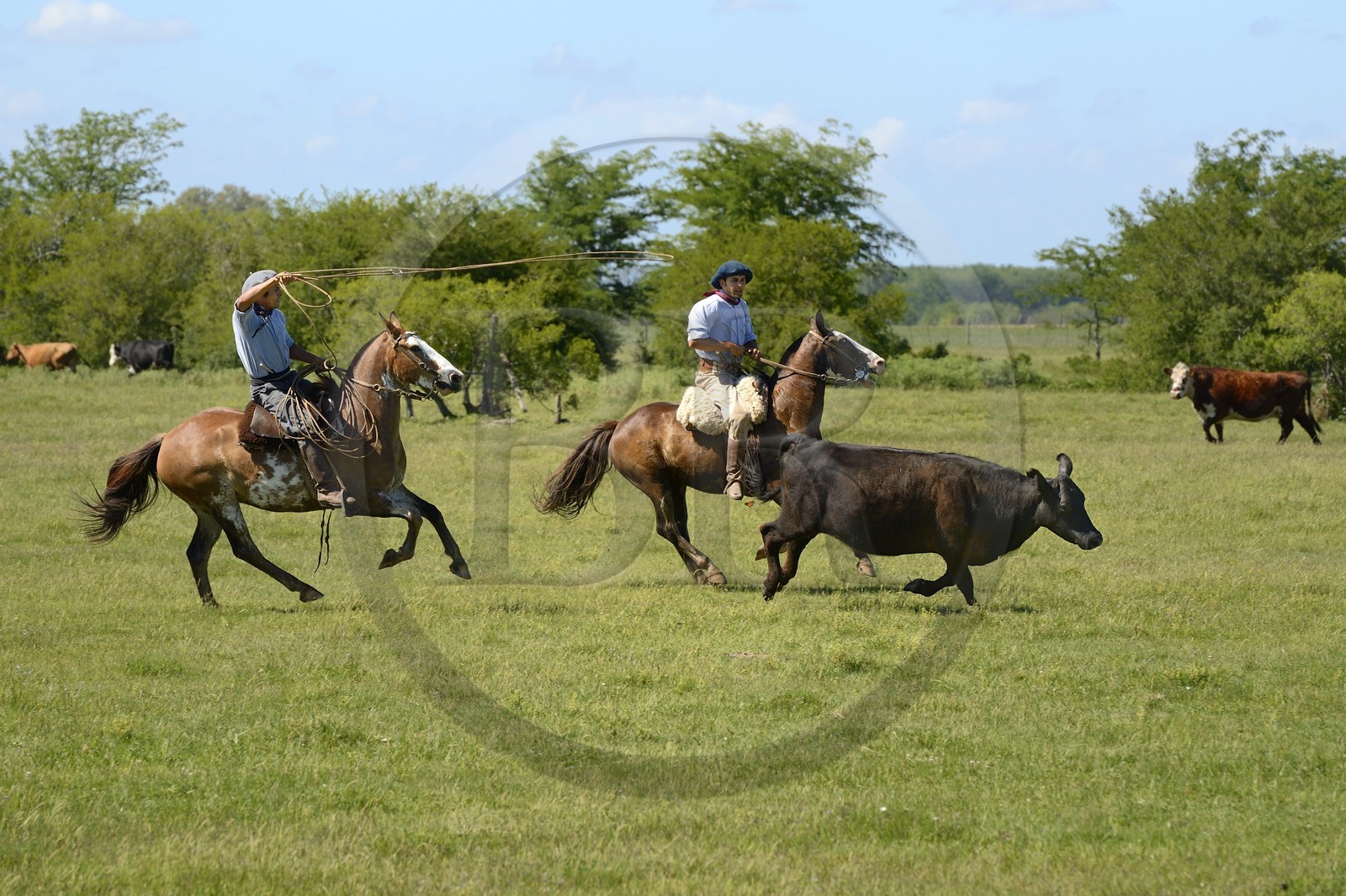 Argentine, province de Buenos Aires, San Antonio de Areco, estancia La Bamba de Areco, gauchos au travail pourchassant une vache au lasso