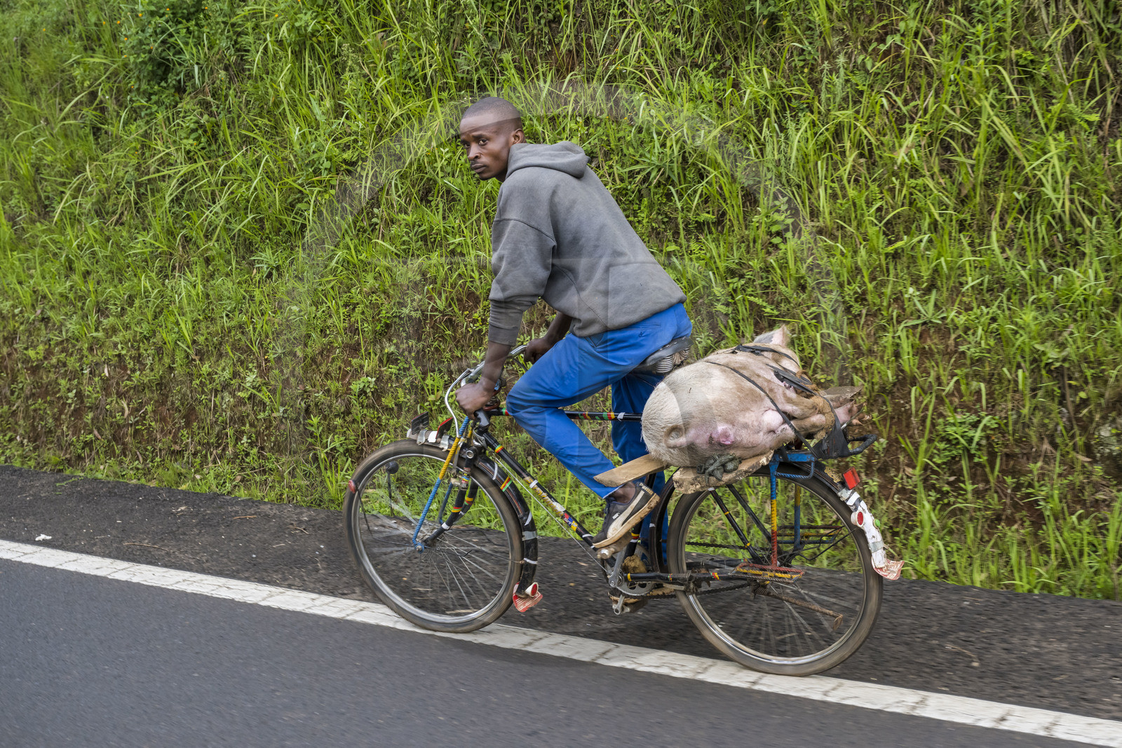 Rwanda, Province de l’Ouest, Mwaga, transport d'un cochon sur une bicyclette, les bicyclettes sont le principal moyen de transport local