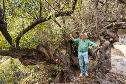 France, Alpes-Maritimes, Menton, Domaine des Colombieres, current owner Michael Likierman in the garden of the Domaine des Colombières next to an old carob tree