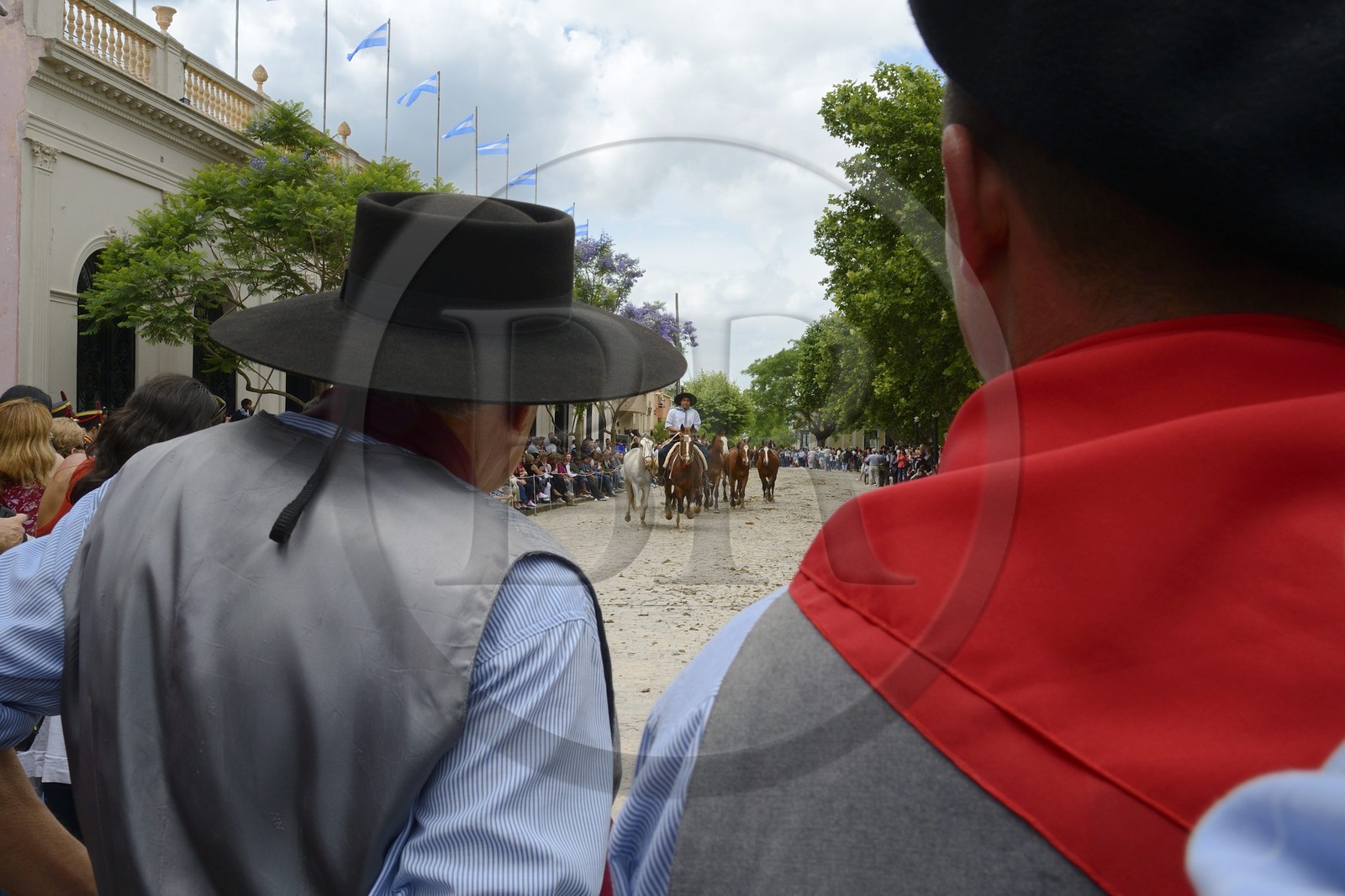 Argentine, province de Buenos Aires, San Antonio de Areco, fête du Jour de la Tradition (Dia de la Tradicion), gaucho présentant son troupeau de chevaux