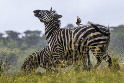 Rwanda, Parc national de l'Akagera, zèbre des plaines (Equus quagga) et Piquebœuf à bec jaune (Buphagus africanus) sur son dos sous la pluie