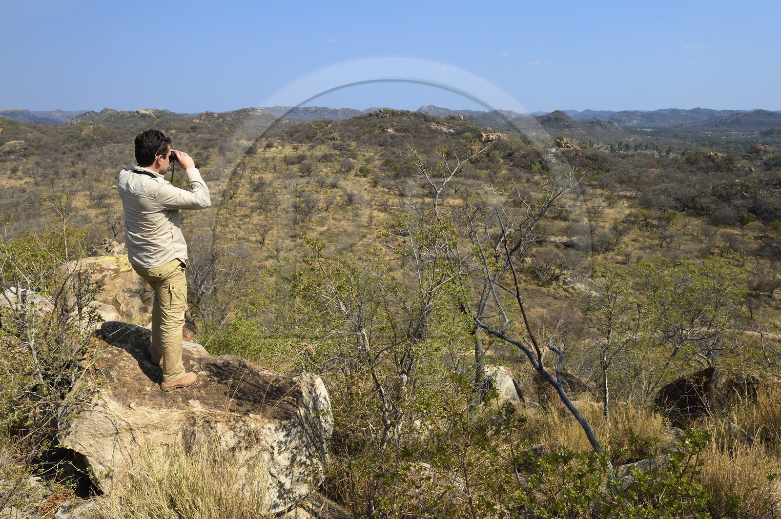 Zimbabwe, province de Matabeleland méridional, Matobo ou Matopos Hills National Park, classé Patrimoine Mondial de l'UNESCO,  safari à pied à la recherche de rhinocéros blanc, recherche à la jumelle