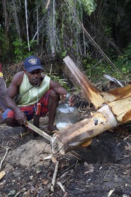 Gabon, province de Ogooué- Maritime, Omboué, région du Loango, producteur de vin de palme, récupération du jus de palme directement dans le tronc