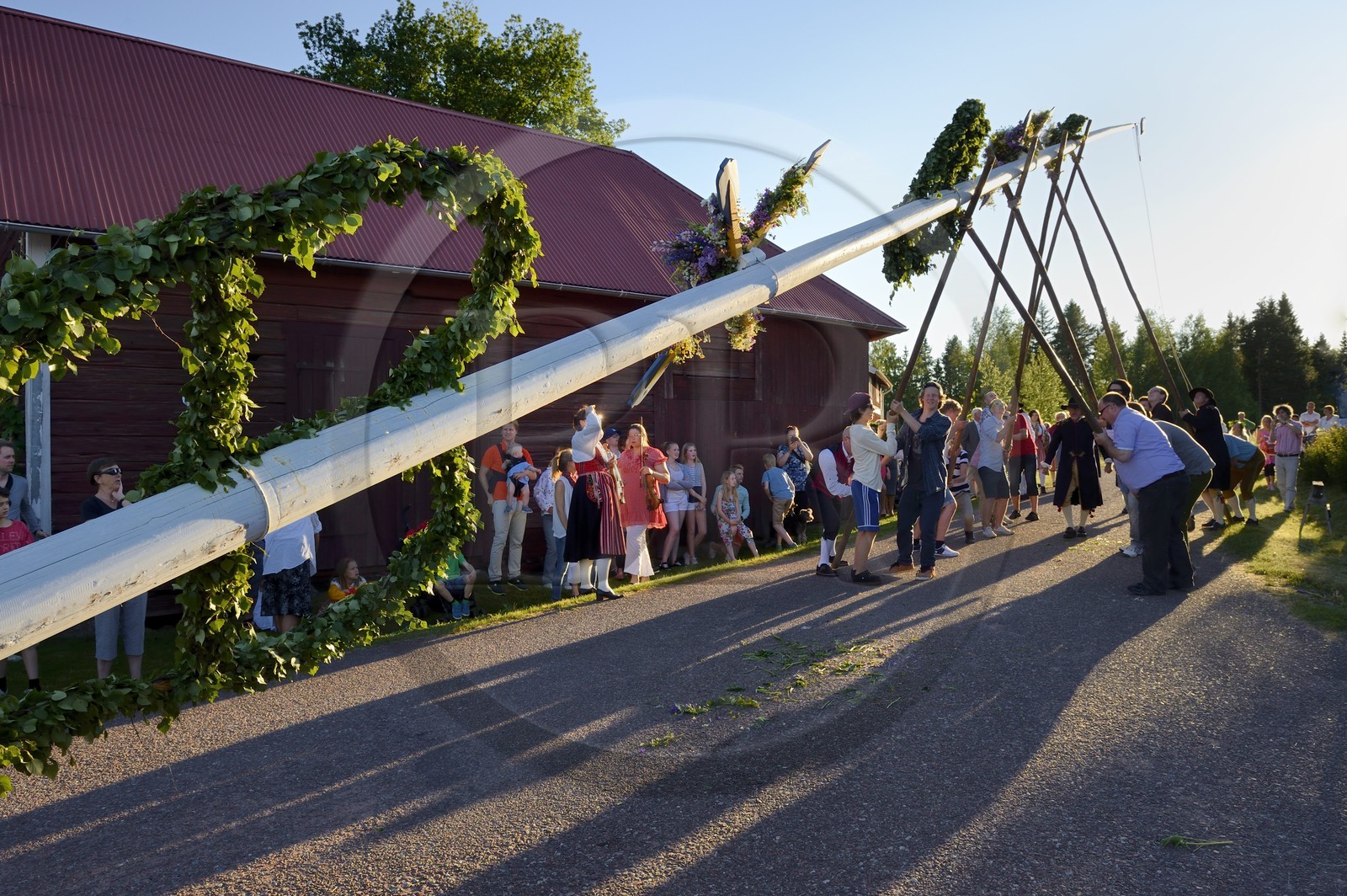 Suède, comté de Dalécarlie, région de Leksand, célébrations du solstice d'été dans le petit hameau de Hjulbäck, levée du mât de l'arbre de mai