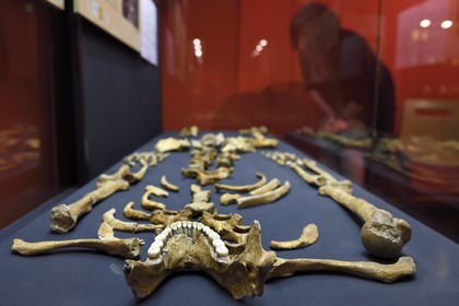France, Dordogne, White Perigord, Perigueux, museum of Art and Archaeology of the Perigord (MAP), Prehistory Section, Regourdou Man skeleton (85,000 years BP)