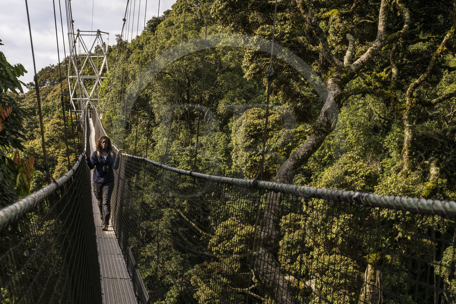 Rwanda, Province de l’Ouest, Colline Ibanda à Uwinka, Parc national de Nyungwe, la Canopy walkway passerelle suspendue qui surplombe la canopée de la forêt tropicale à 70 mètres de haut, l'arbre Parinari excelsa à droite
