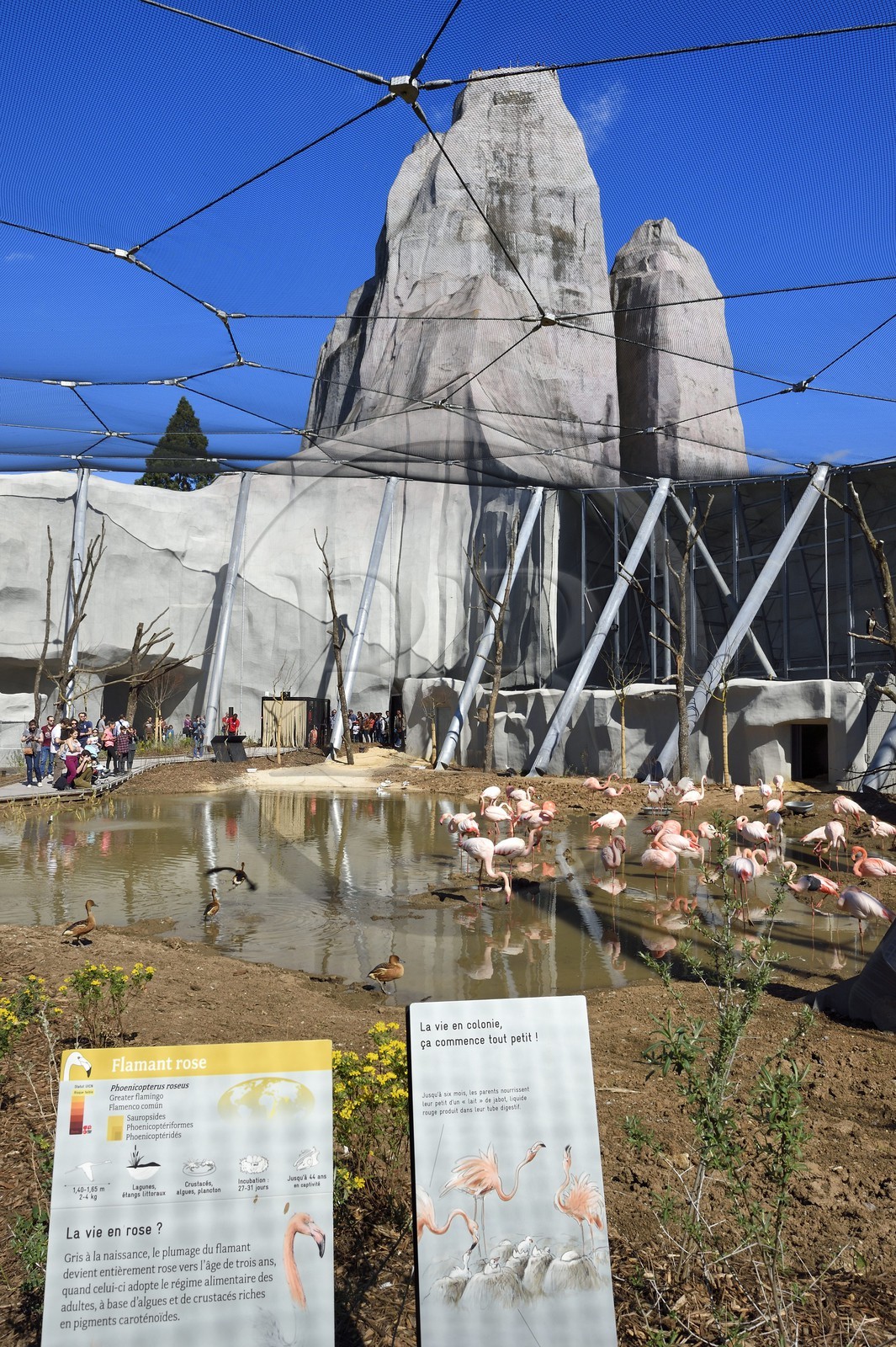 France, Paris (75), Le Parc zoologique de Paris (Zoo de Vincennes), flamands roses (Phoenicopterus roseus) dans la grande volière et en arrière plan le Grand Rocher qui est l’emblème du zoo depuis 1934