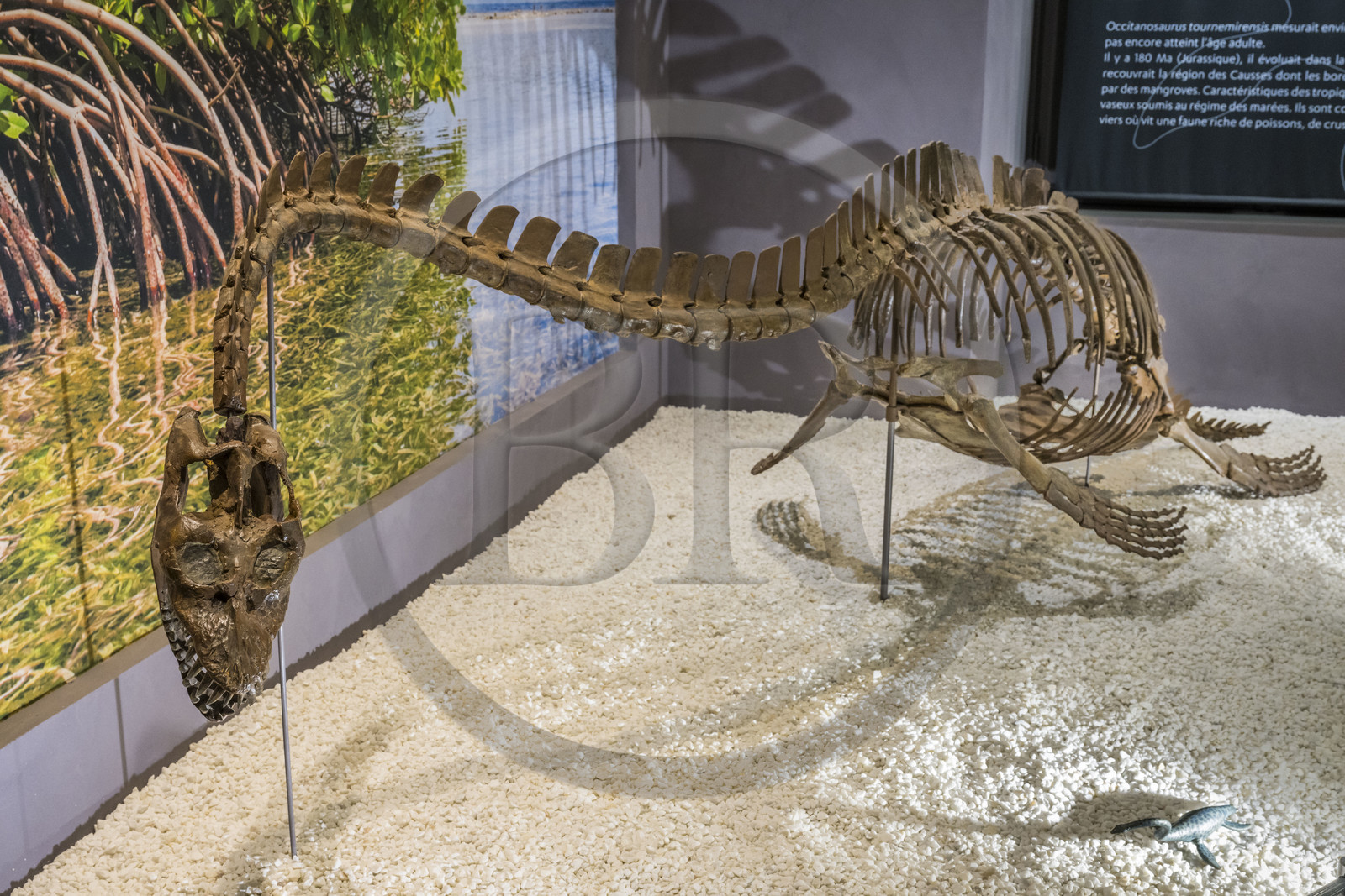 France, Aveyron, Millau, Millau and Grands Causses museum housed in the Hotel de Pegayrolles, reconstruction of occitanosaurus tournemirensis, Elasmosaurus of Tournemire