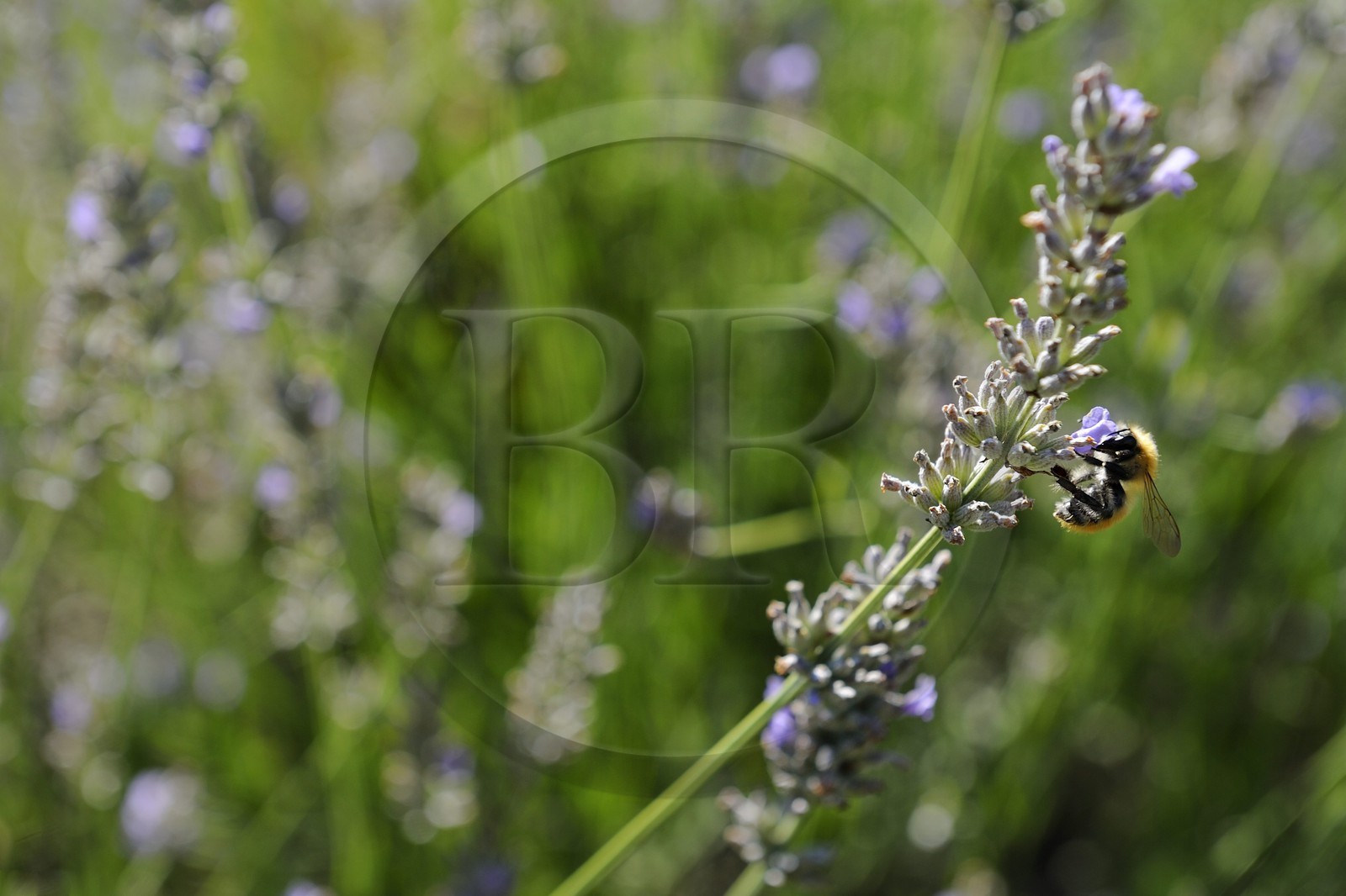 France, Var (83), Provence Verte, Bras, la maison d'hôtes Le Peyrourier une campagne en Provence, abeille butinant de la lavande