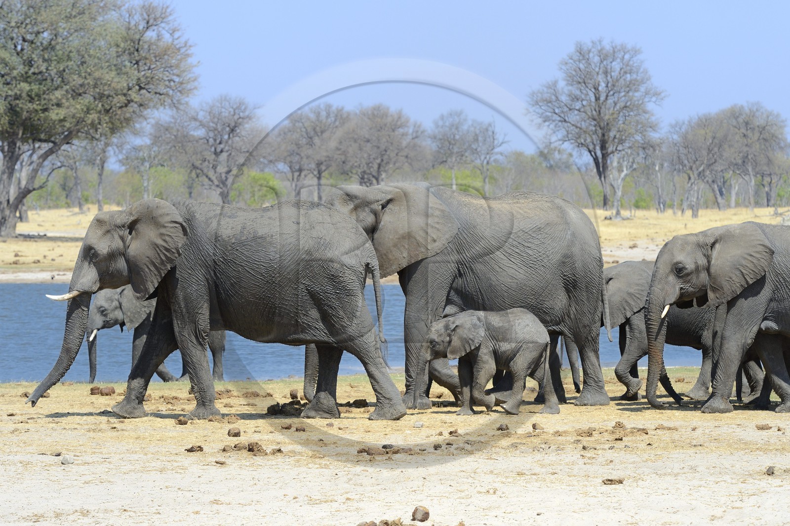 Zimbabwe, province de Matabeleland septentrional, parc national Hwange, éléphants sauvages d'Afrique (Loxodonta africana) autour d'un point d'eau